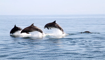 3 dolphin leap