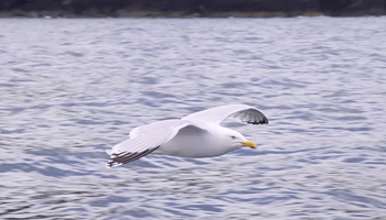 Herring Gull Joining the Boat Trip